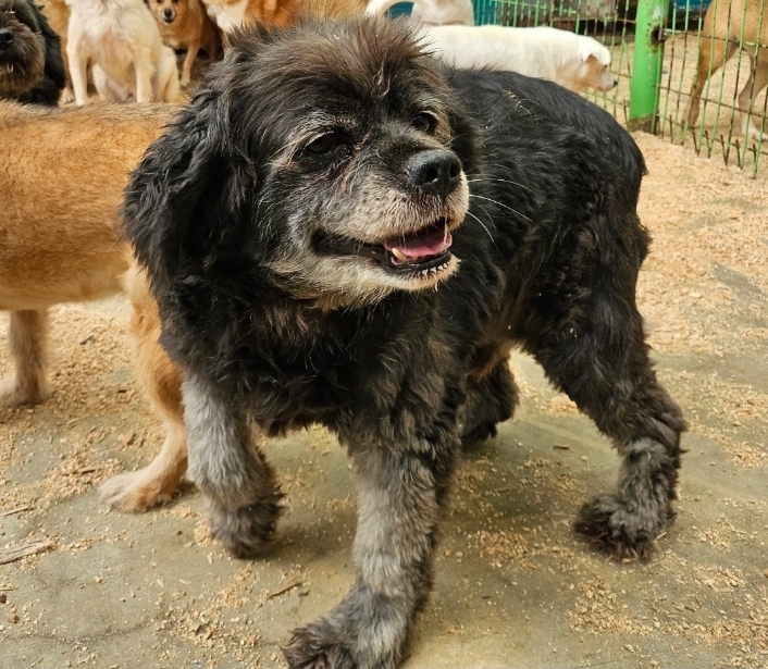 보호 중인 코카 스파니엘