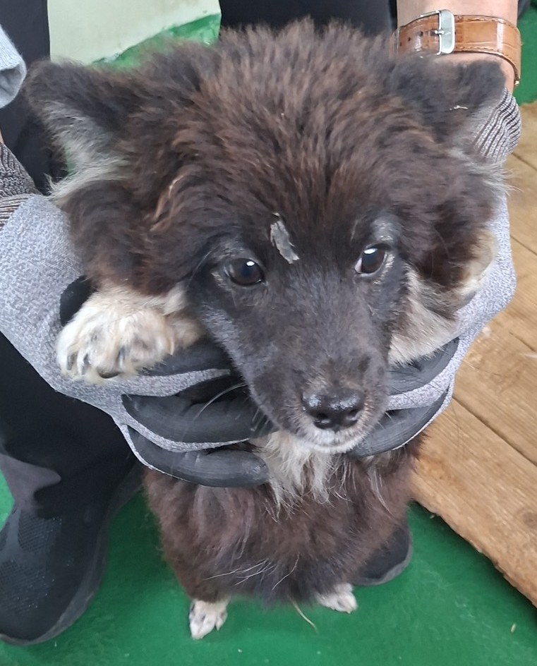 보호 중인 믹스견