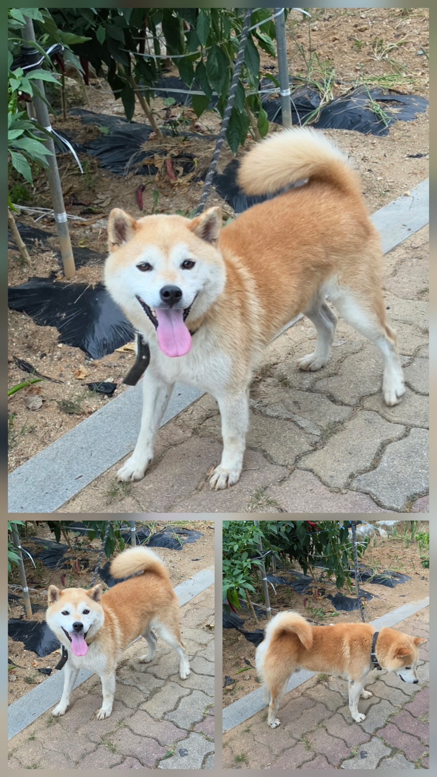 보호 중인 시바