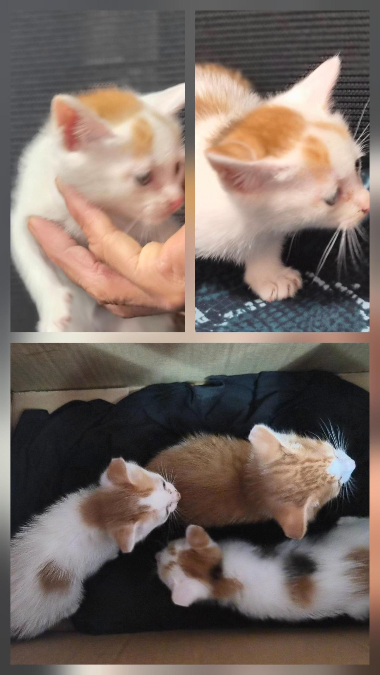 보호 중인 한국 고양이