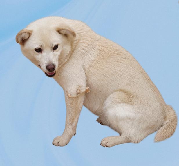 보호 중인 믹스견