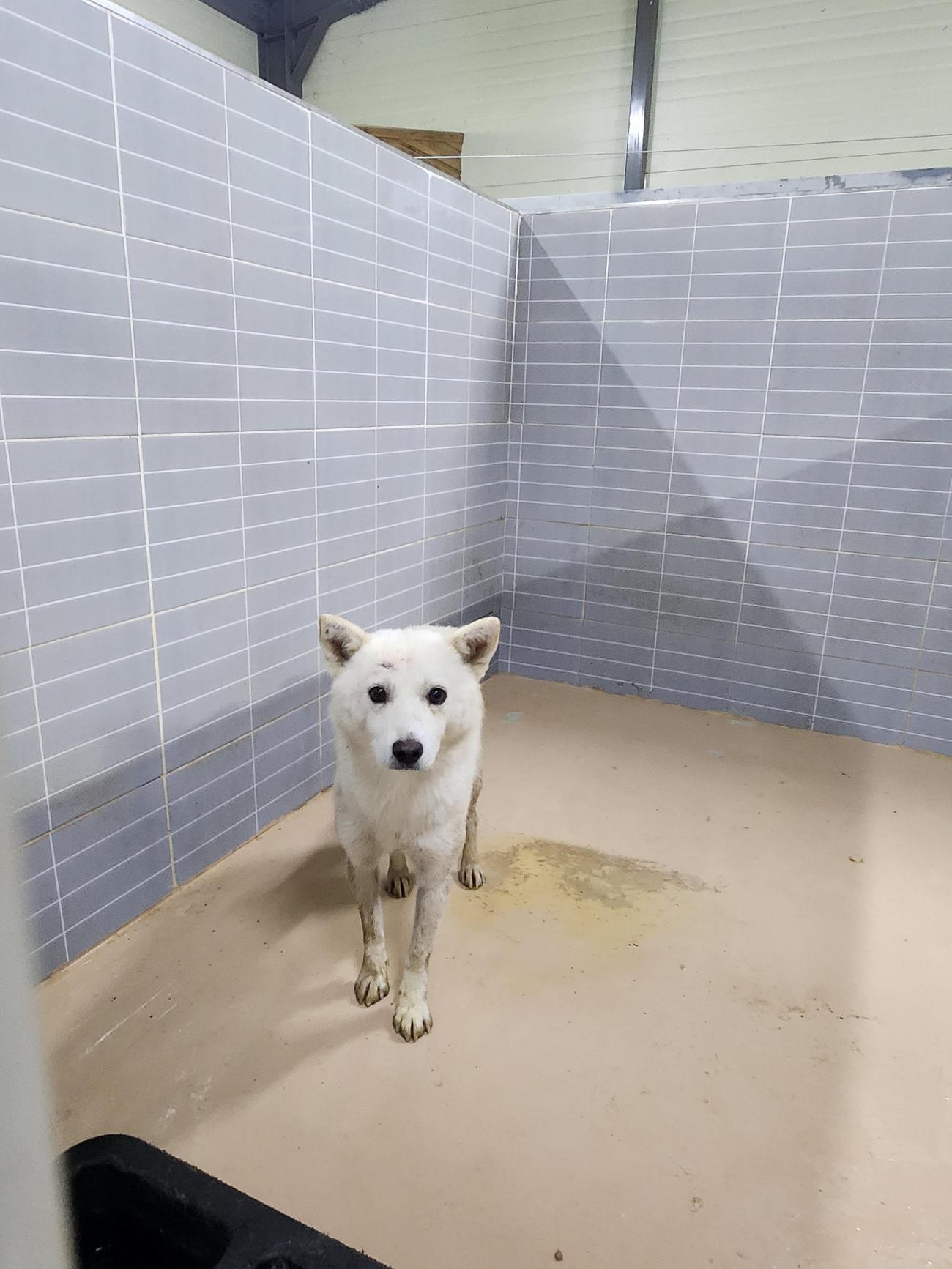 보호 중인 믹스견