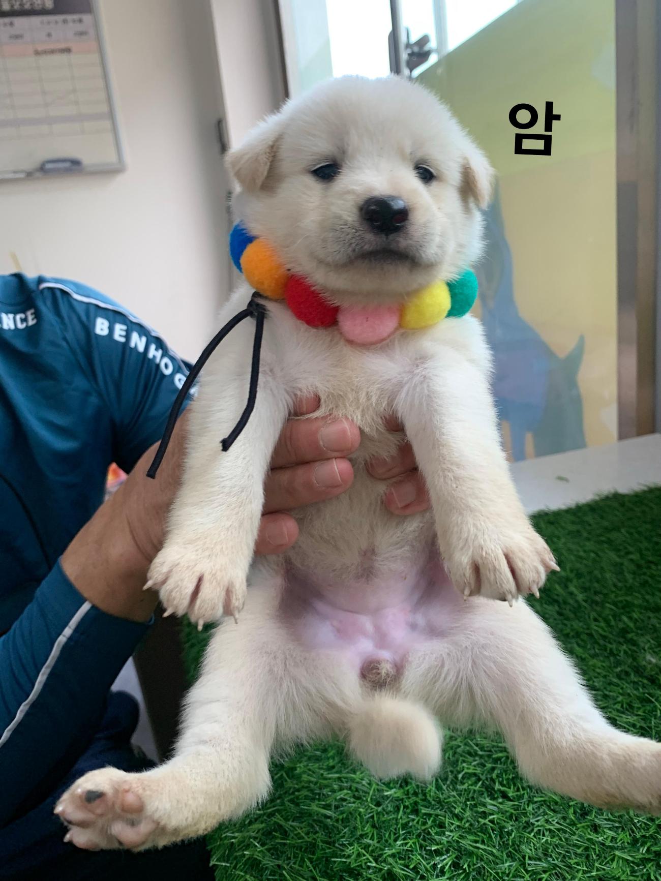 보호 중인 믹스견