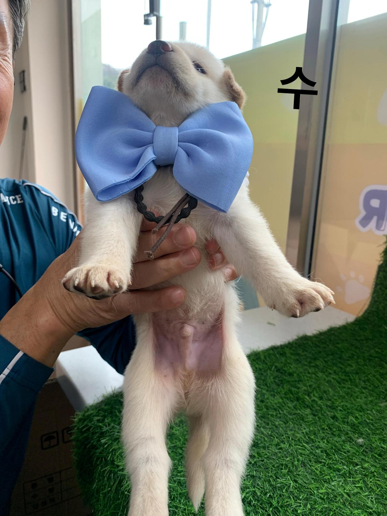 보호 중인 믹스견