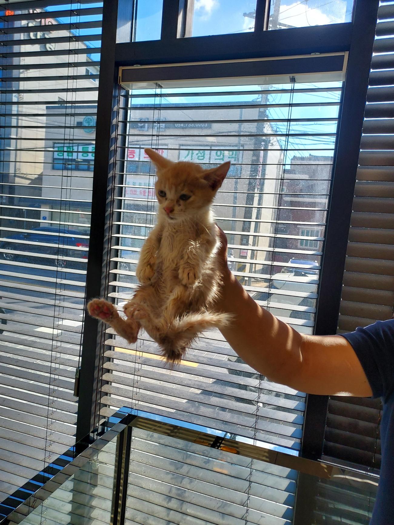 보호 중인 믹스묘