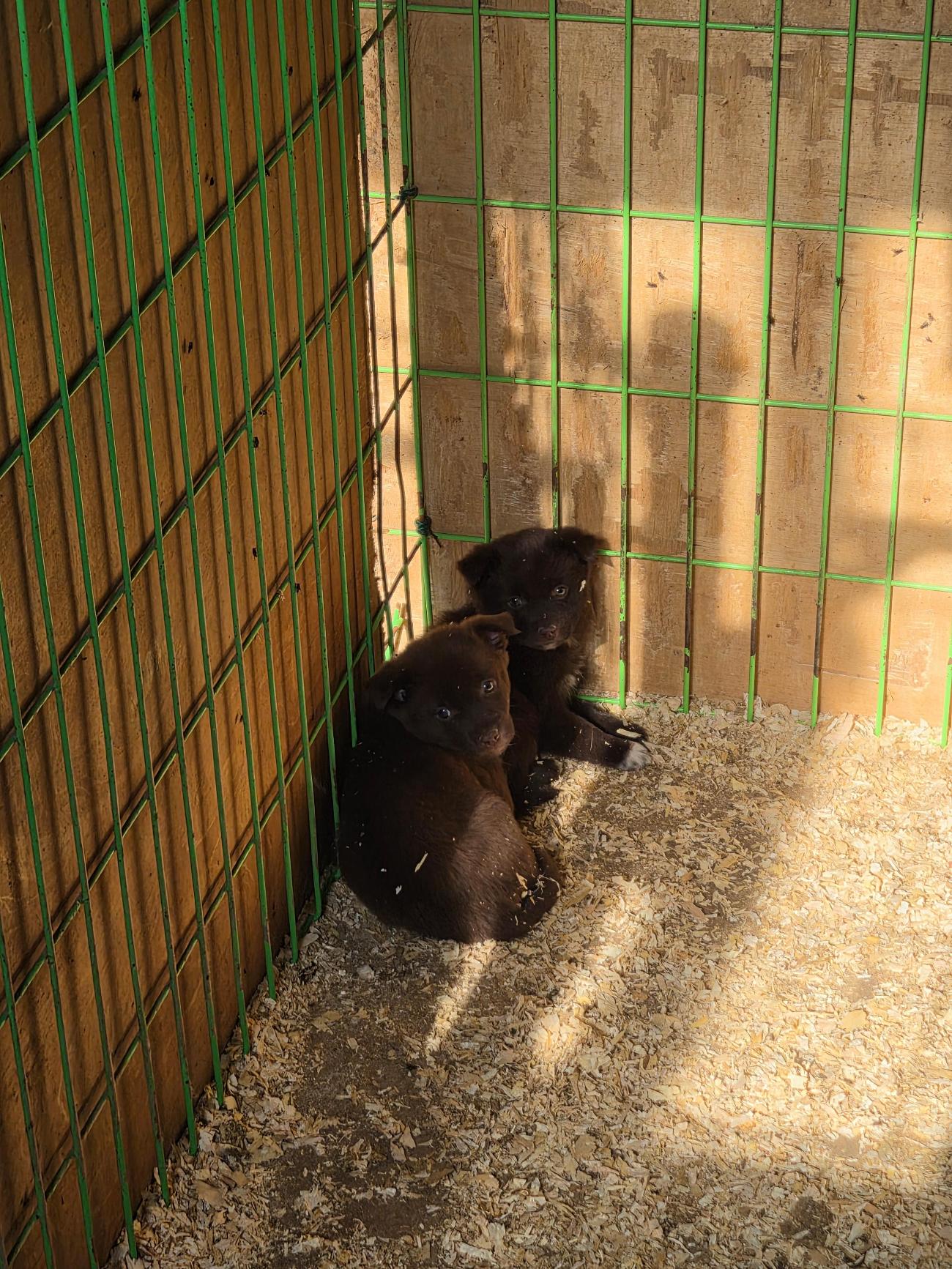 보호 중인 믹스견