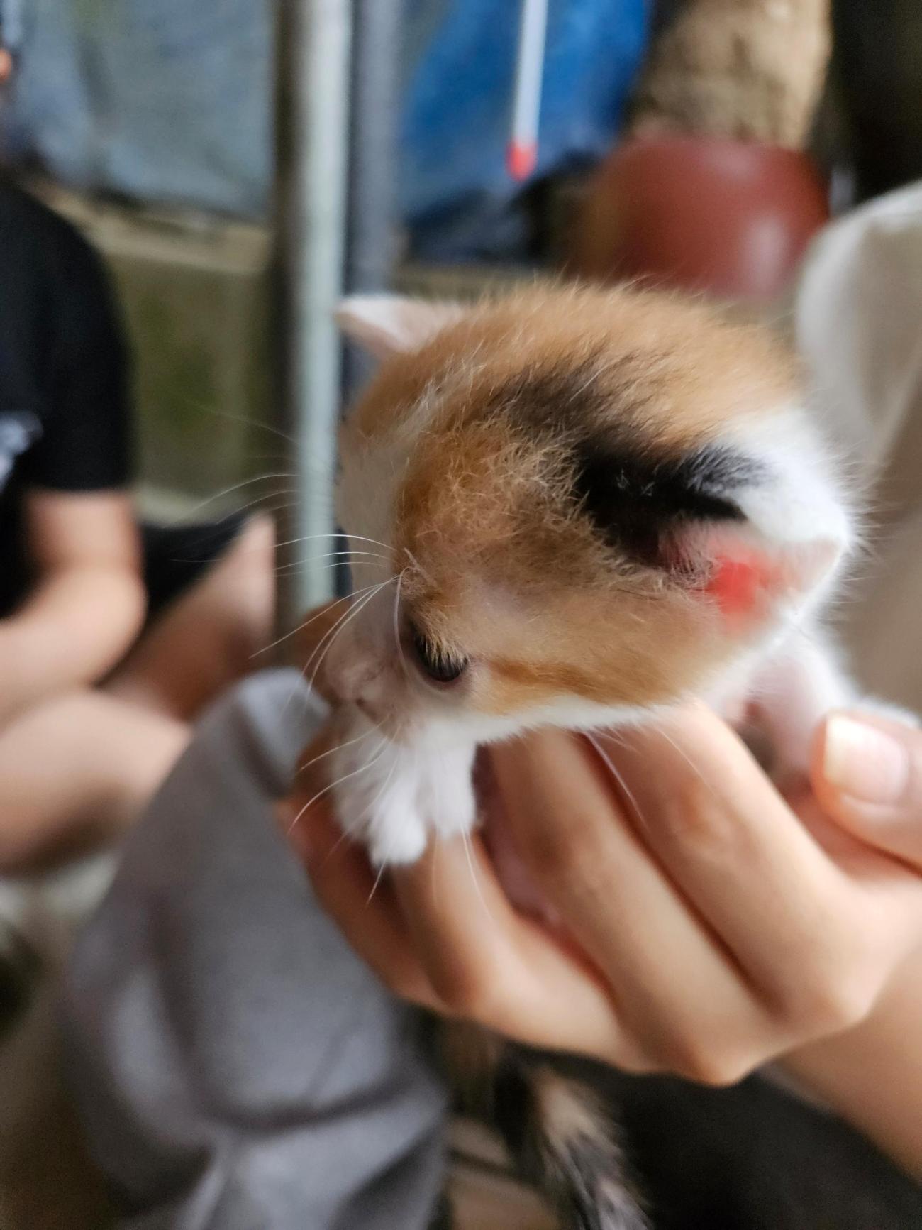 보호 중인 한국 고양이