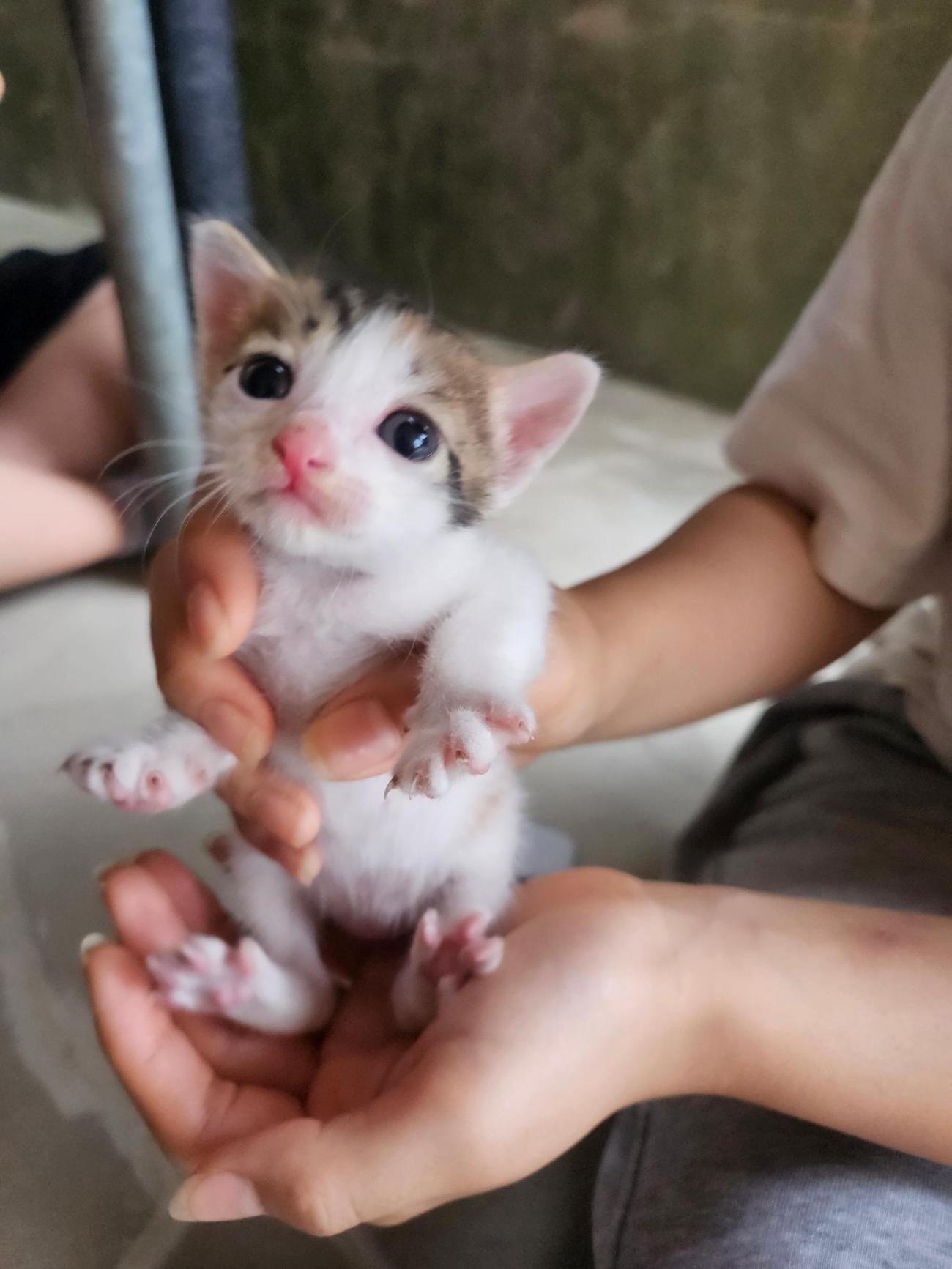 보호 중인 한국 고양이