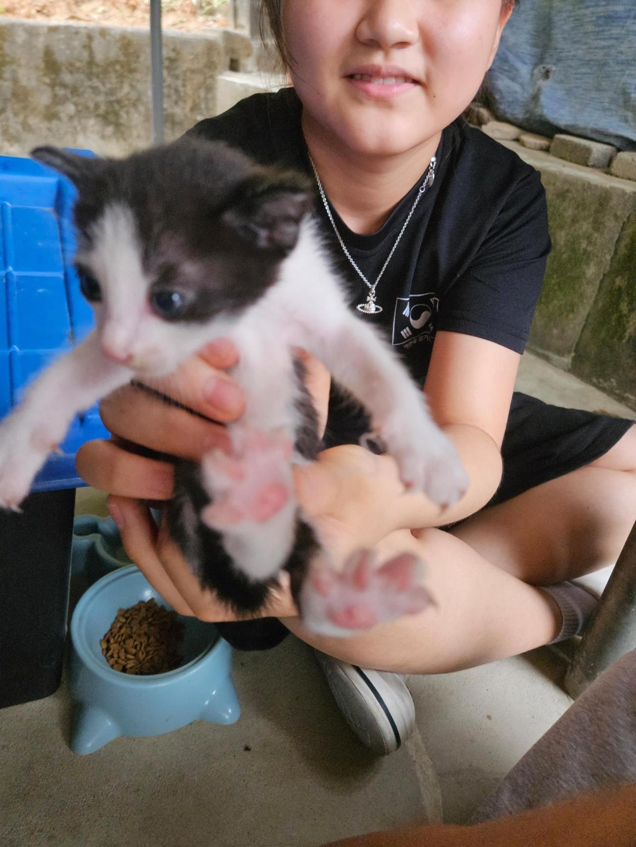 보호 중인 한국 고양이