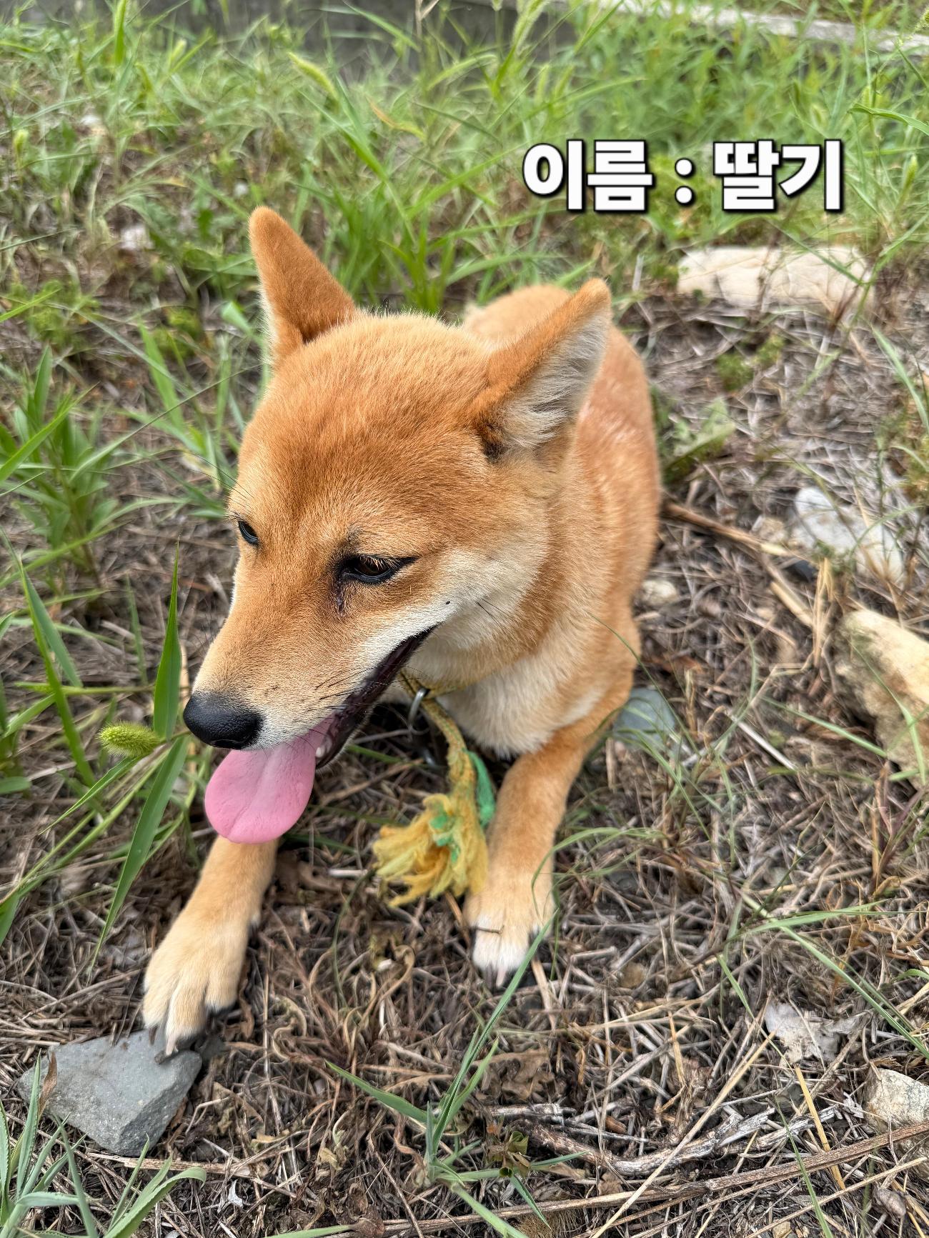 보호 중인 믹스견