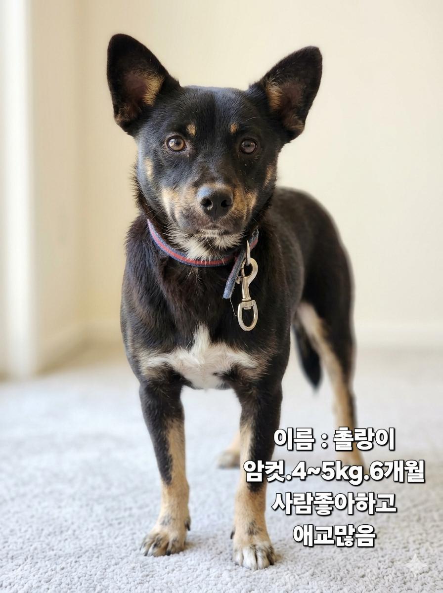 보호 중인 믹스견