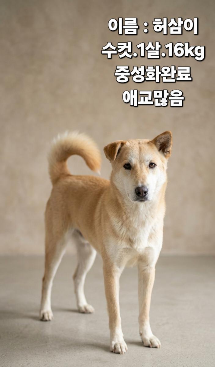 보호 중인 어미가허스키