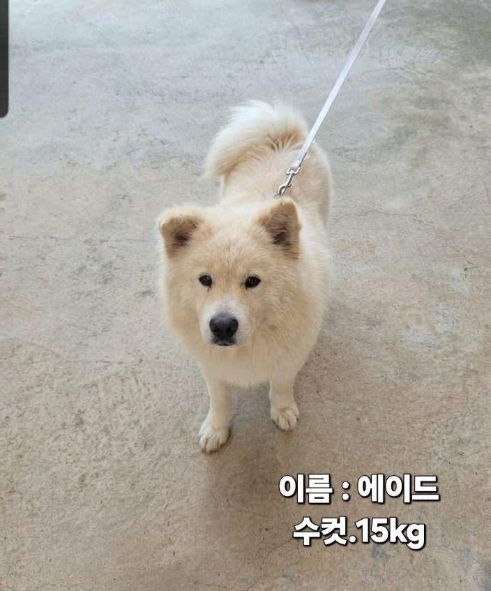 보호 중인 사모예드