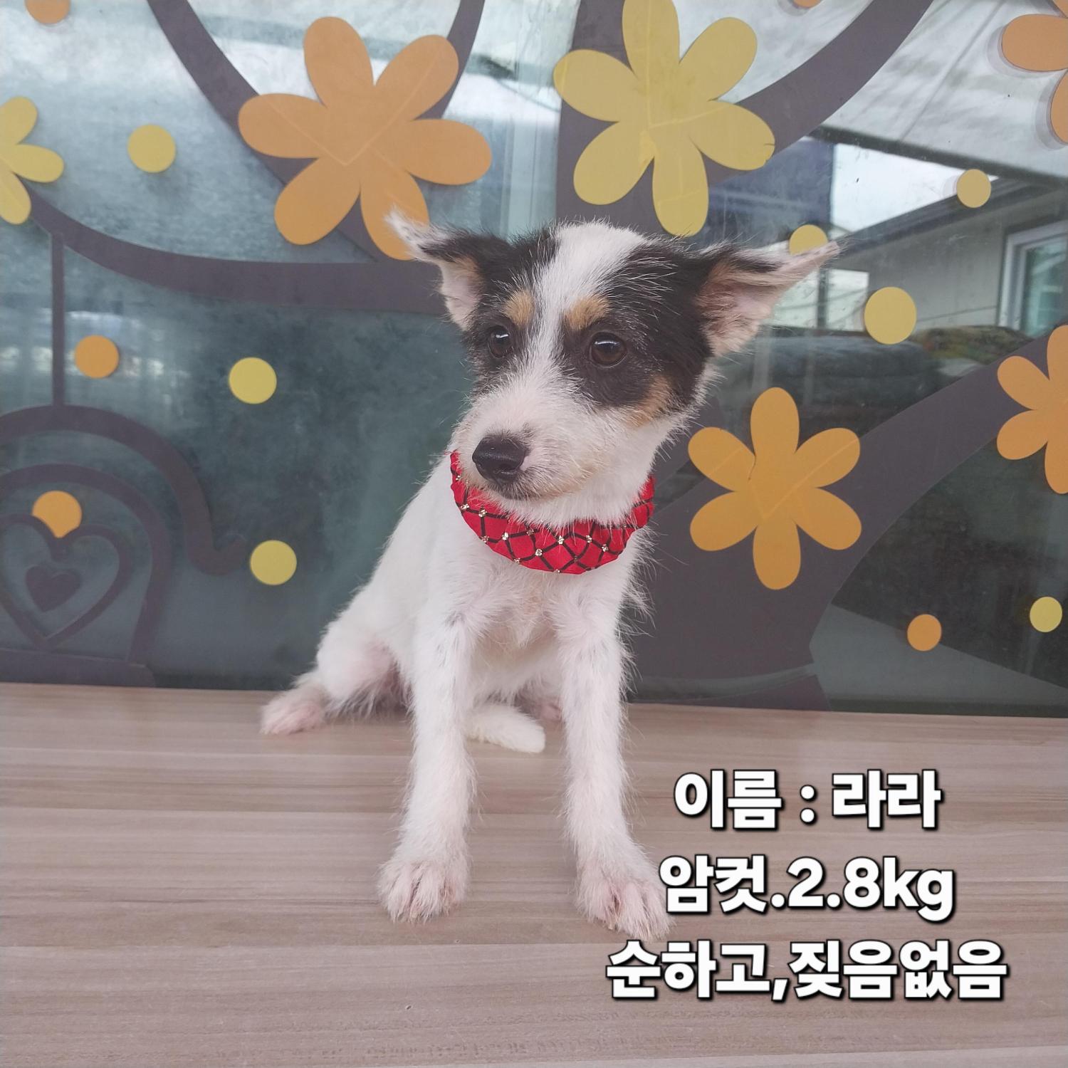 보호 중인 노리치테리어 믹스