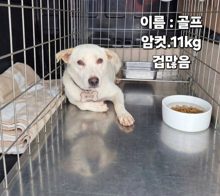 보호 중인 믹스견
