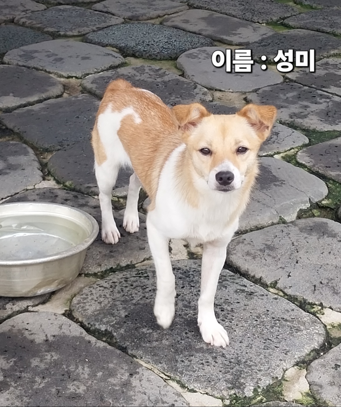 보호 중인 믹스견