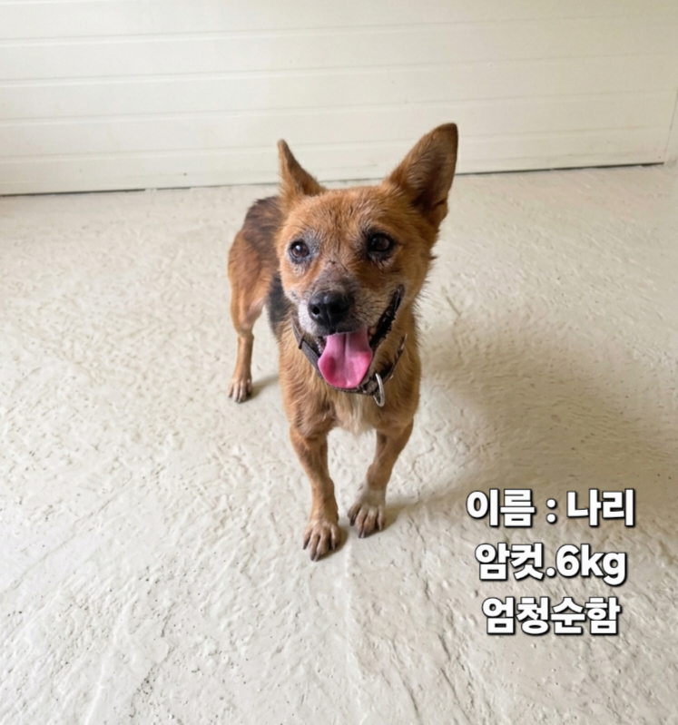 보호 중인 믹스견
