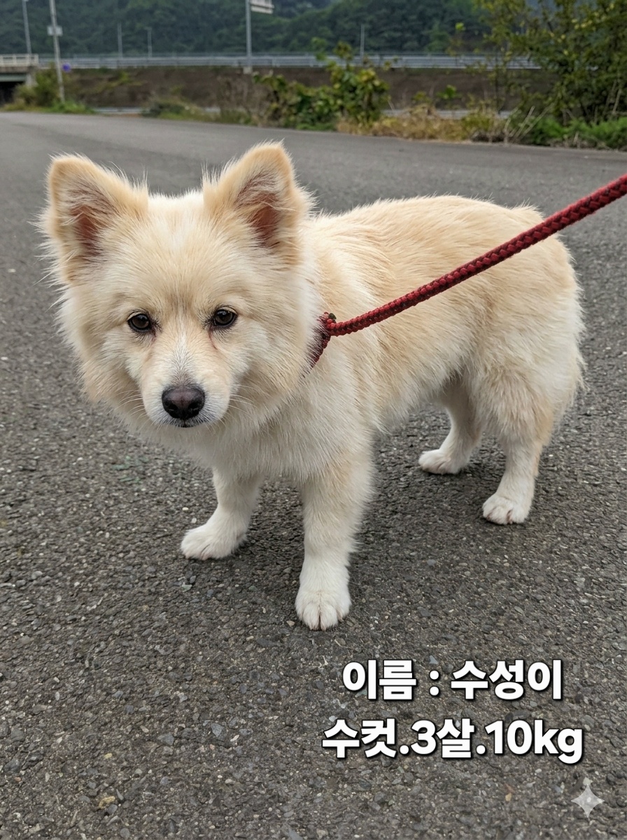보호 중인 노리치 테리어