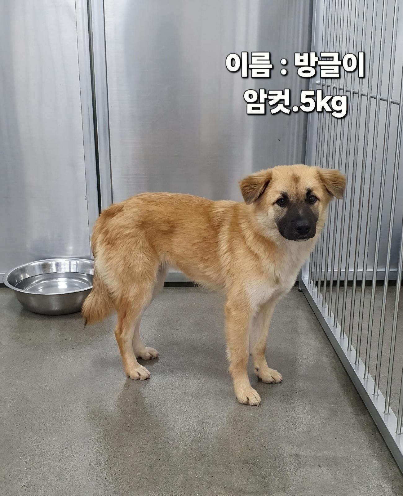 보호 중인 믹스견