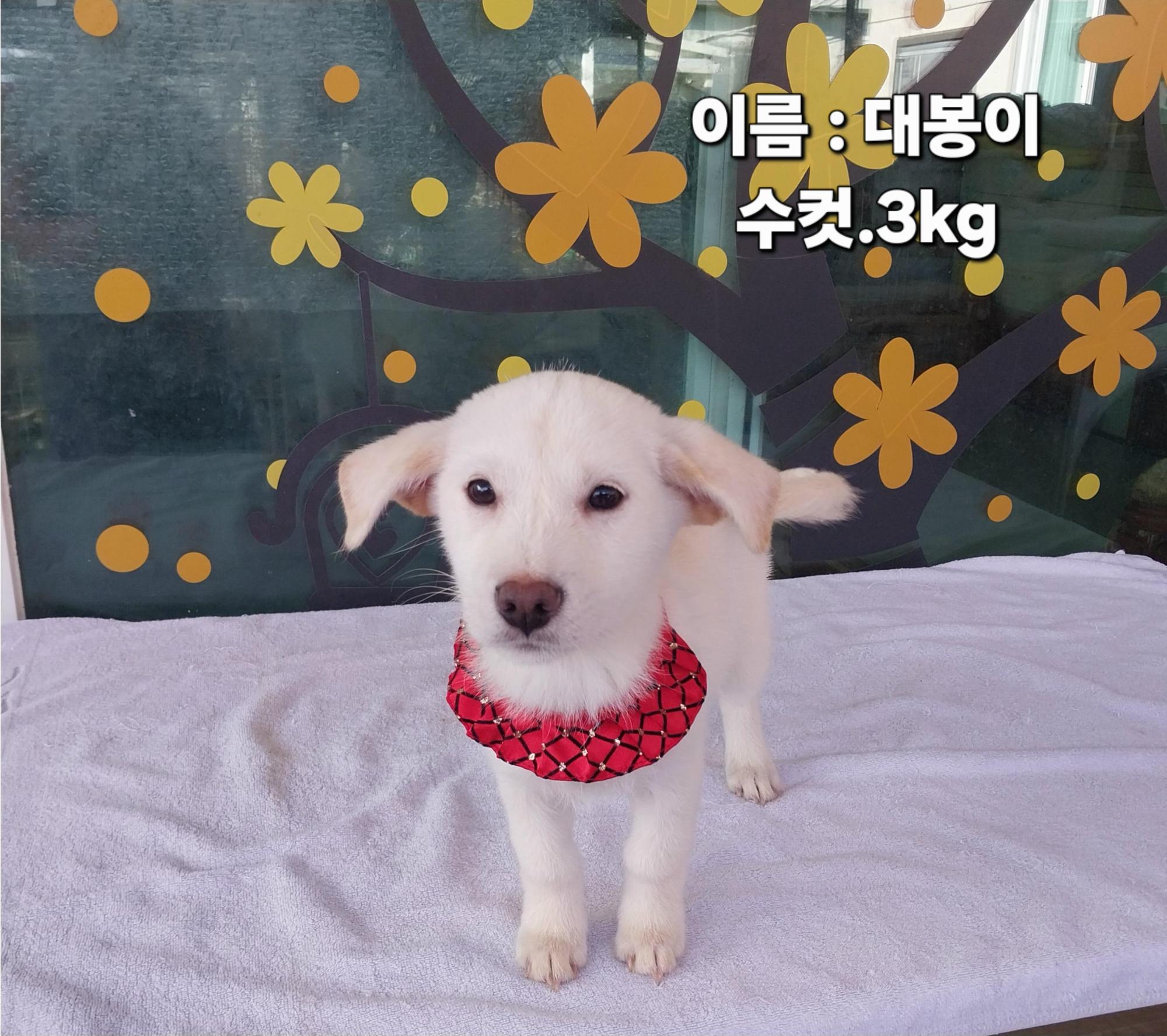 보호 중인 소형견믹스
