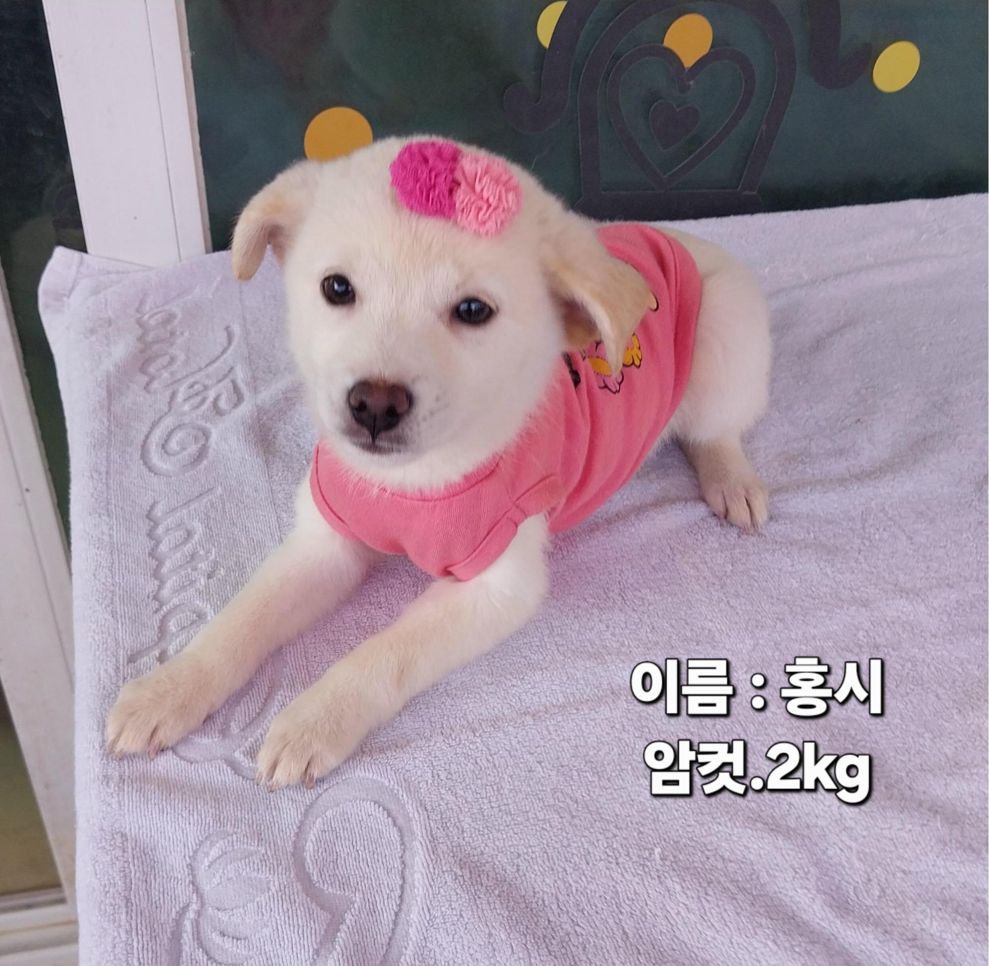 보호 중인 소형견믹스