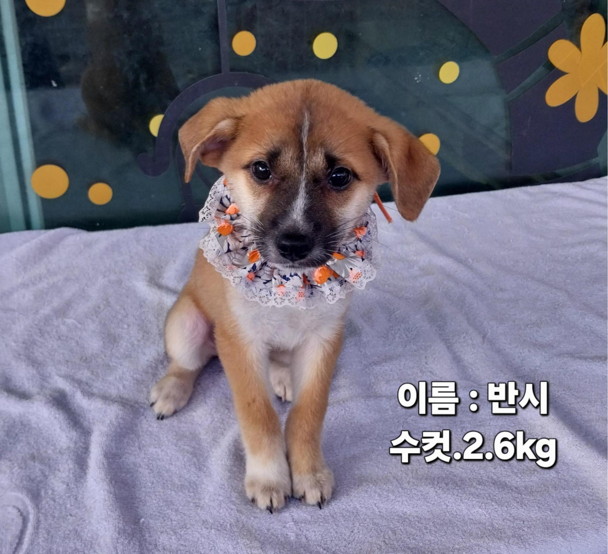 보호 중인 소형견믹스