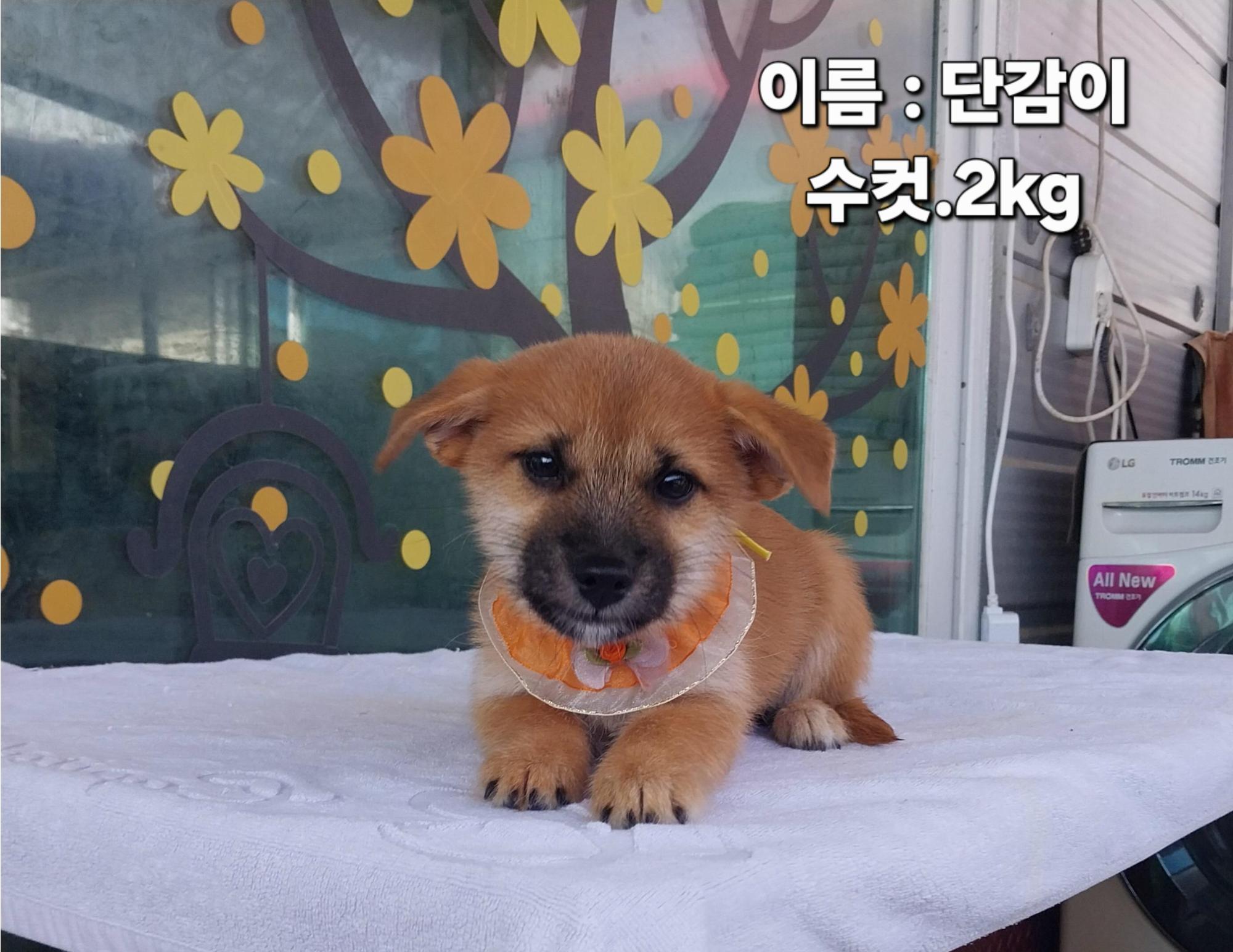 보호 중인 소형견믹스