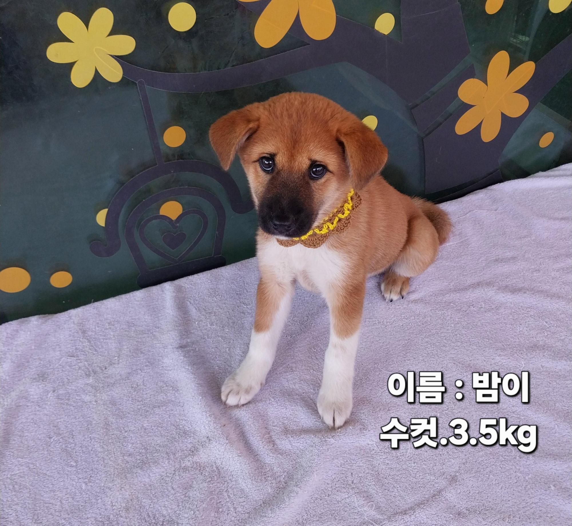 보호 중인 소형믹스견