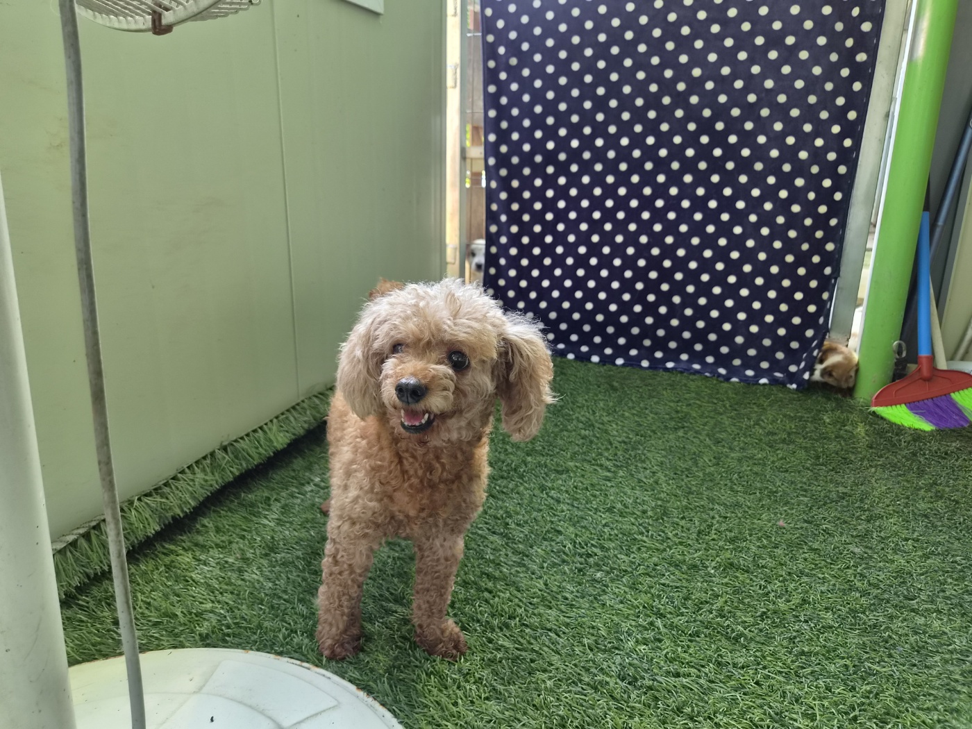 보호 중인 푸들
