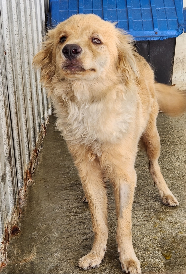 보호 중인 믹스견