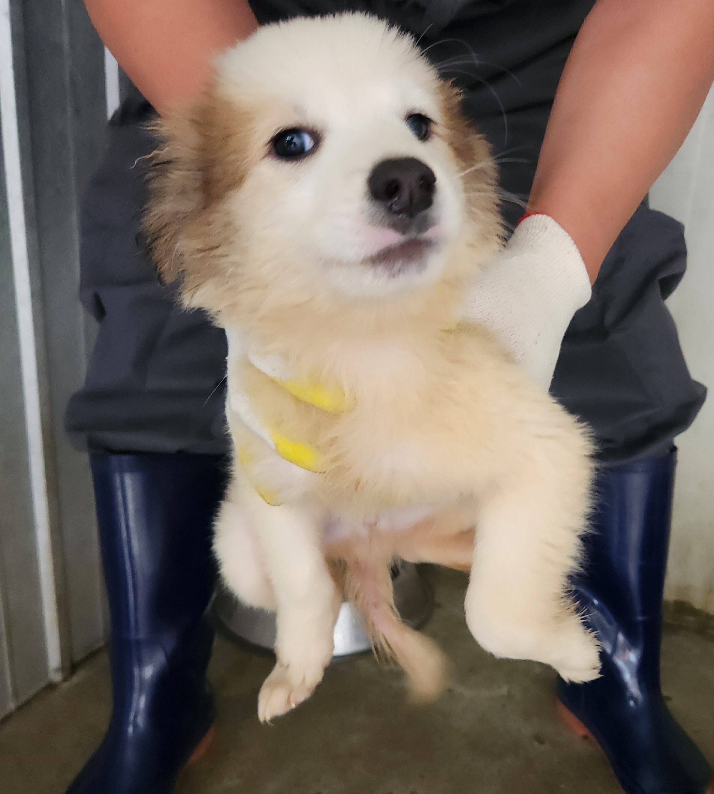 보호 중인 믹스견