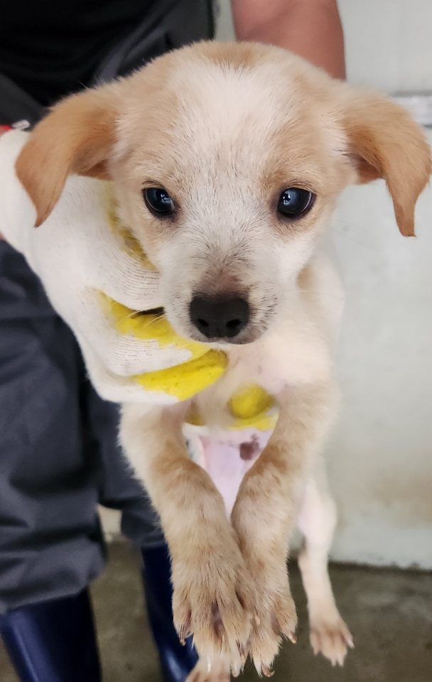 보호 중인 믹스견