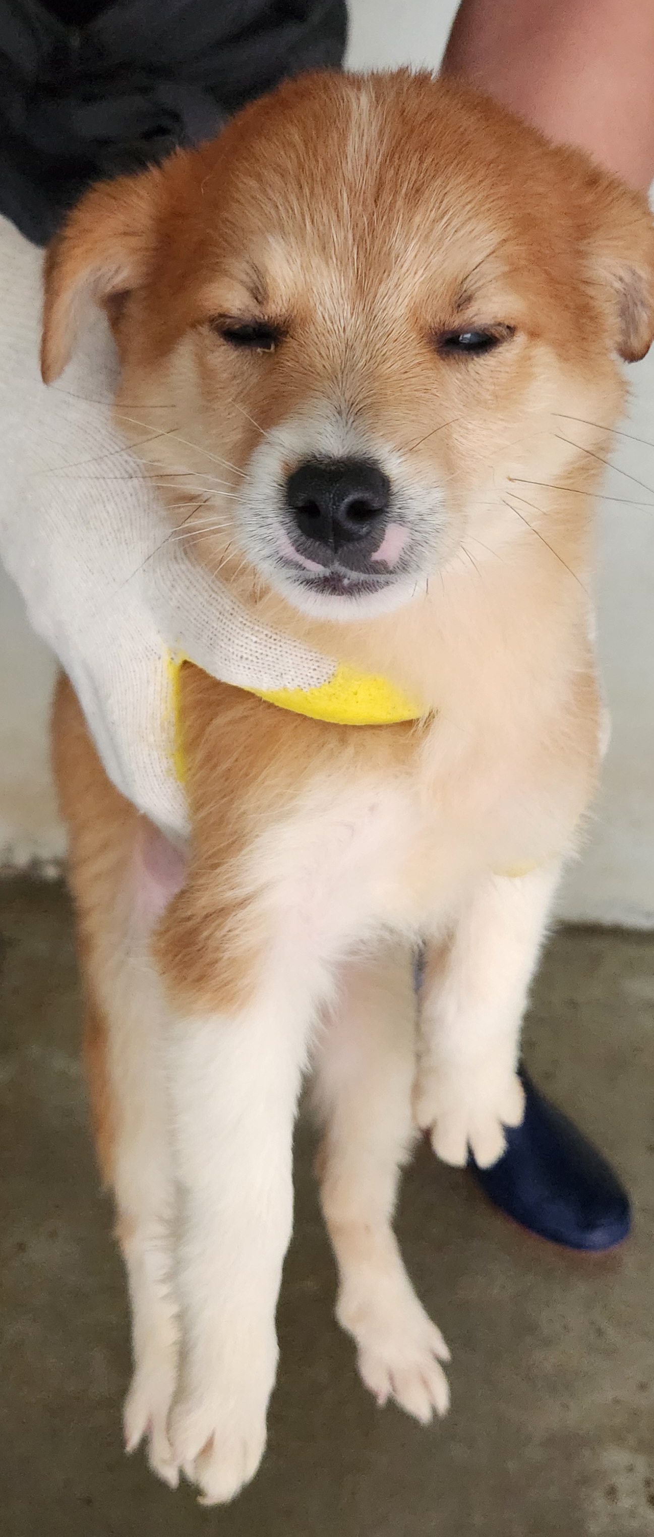 보호 중인 믹스견