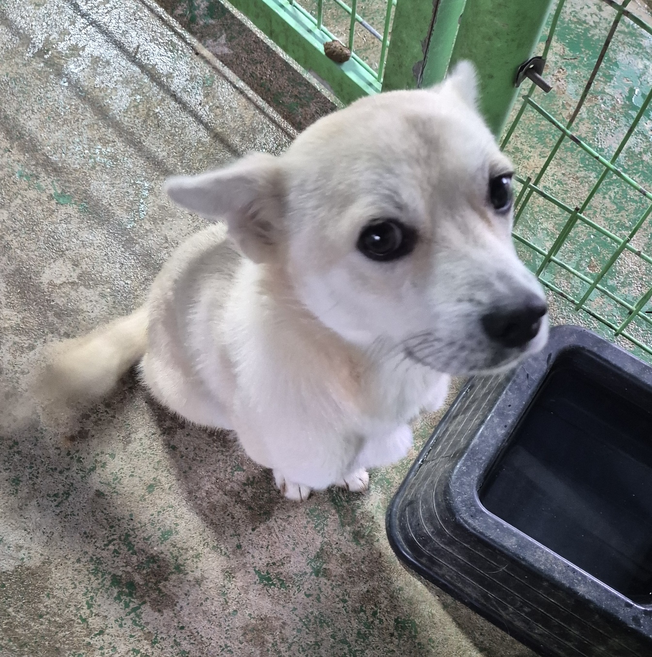 보호 중인 믹스견