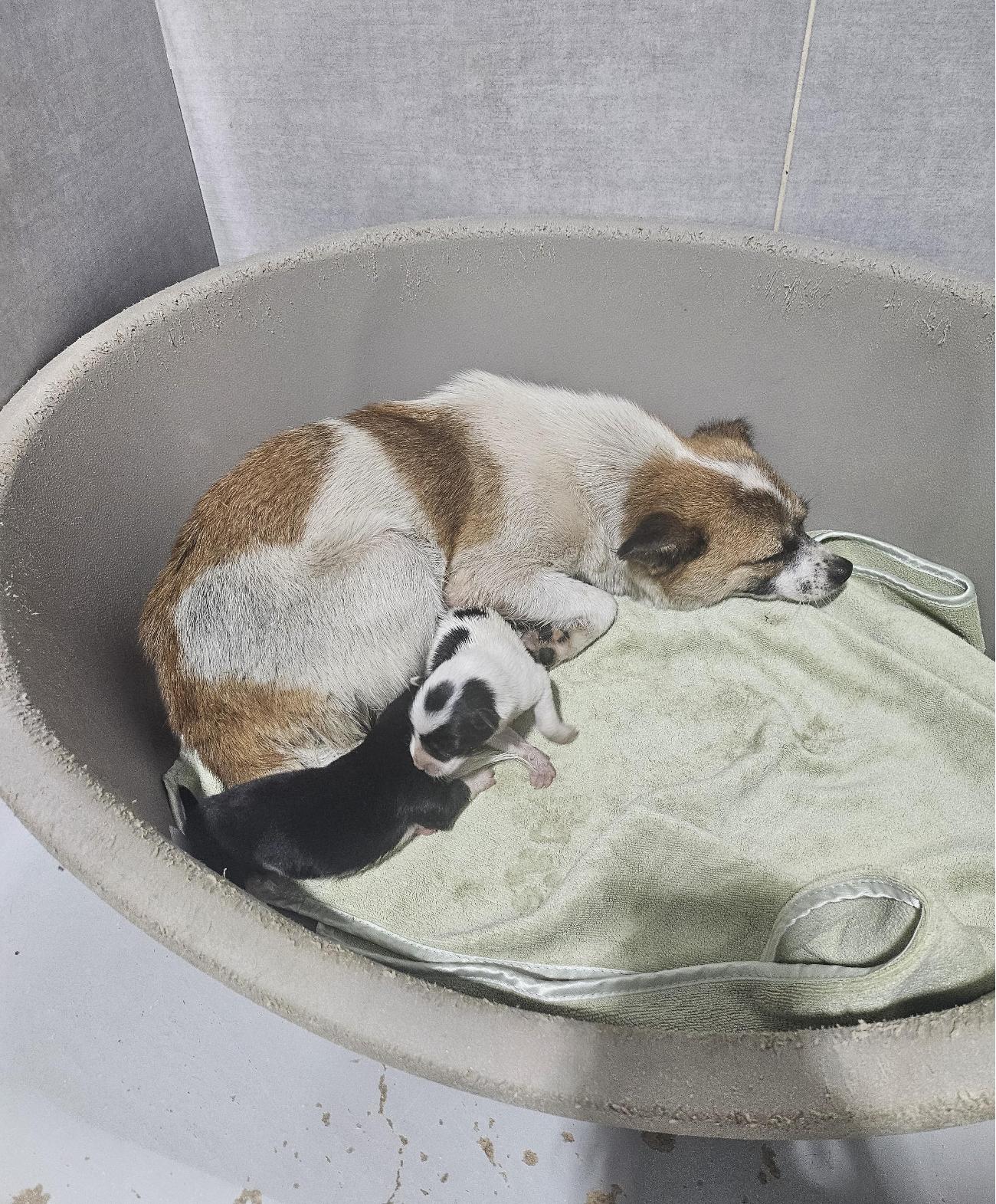 보호 중인 믹스견