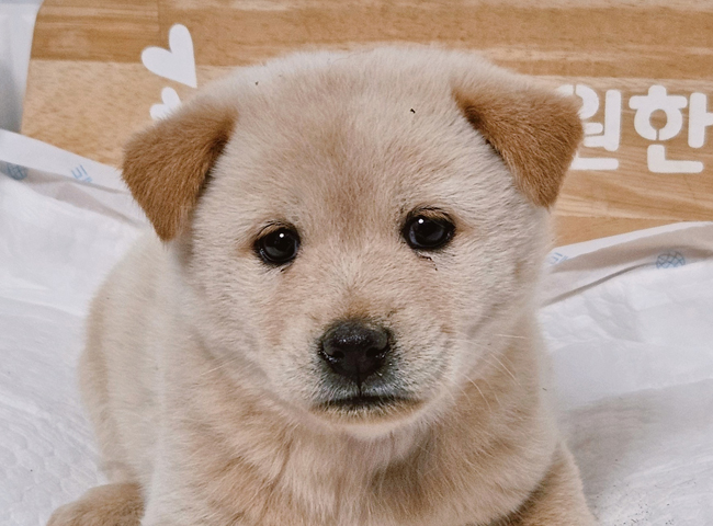 보호 중인 믹스견