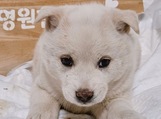 보호 중인 믹스견