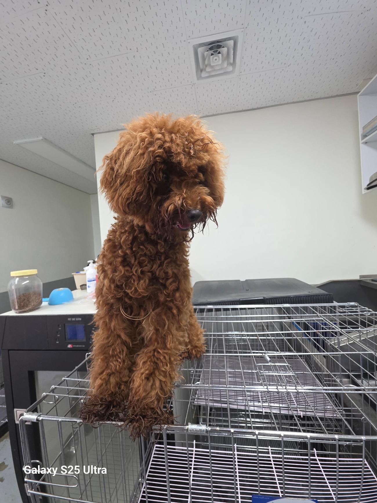 보호 중인 푸들