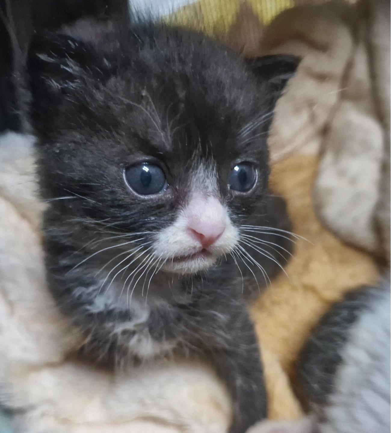 보호 중인 한국 고양이
