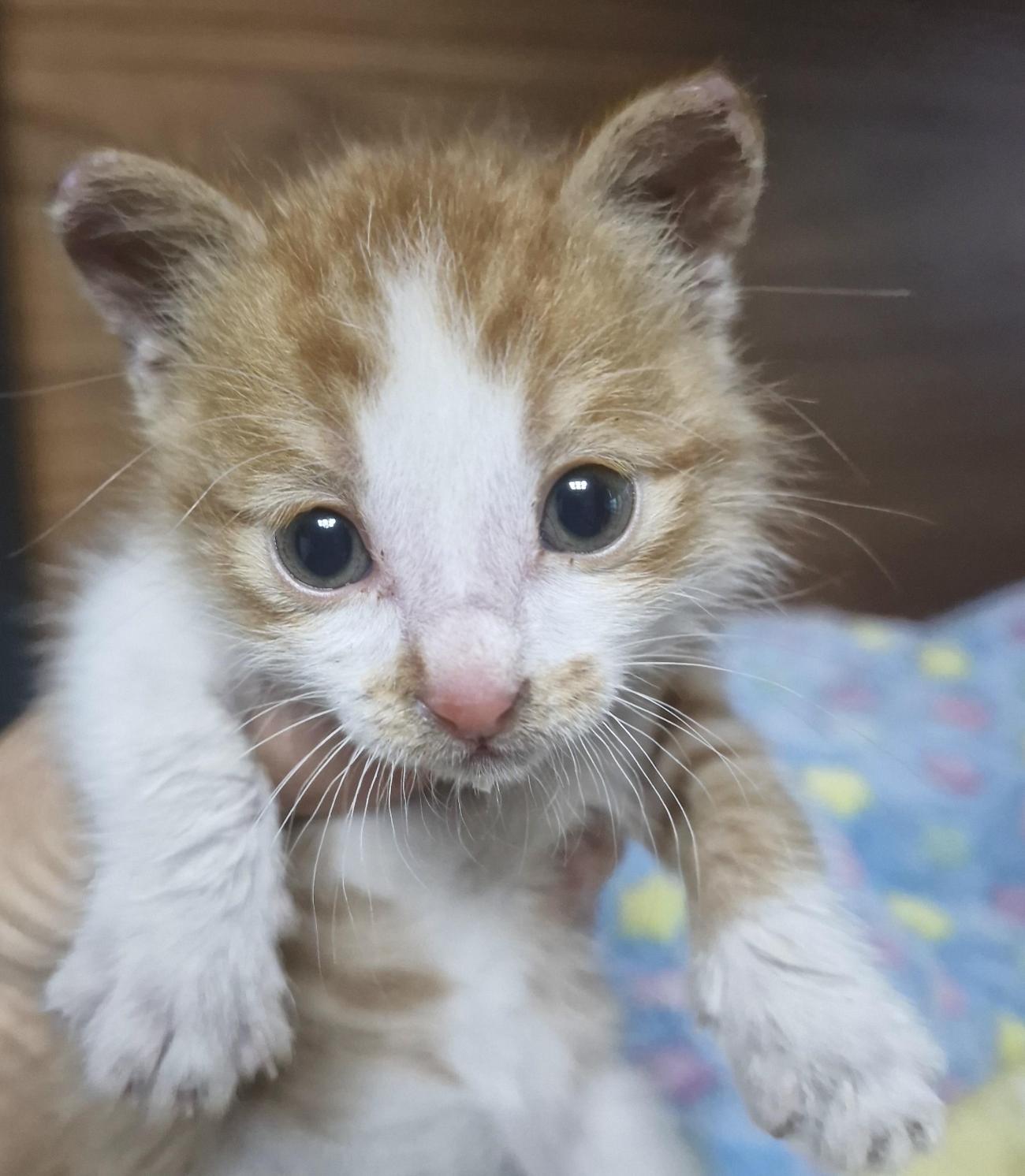 보호 중인 한국 고양이