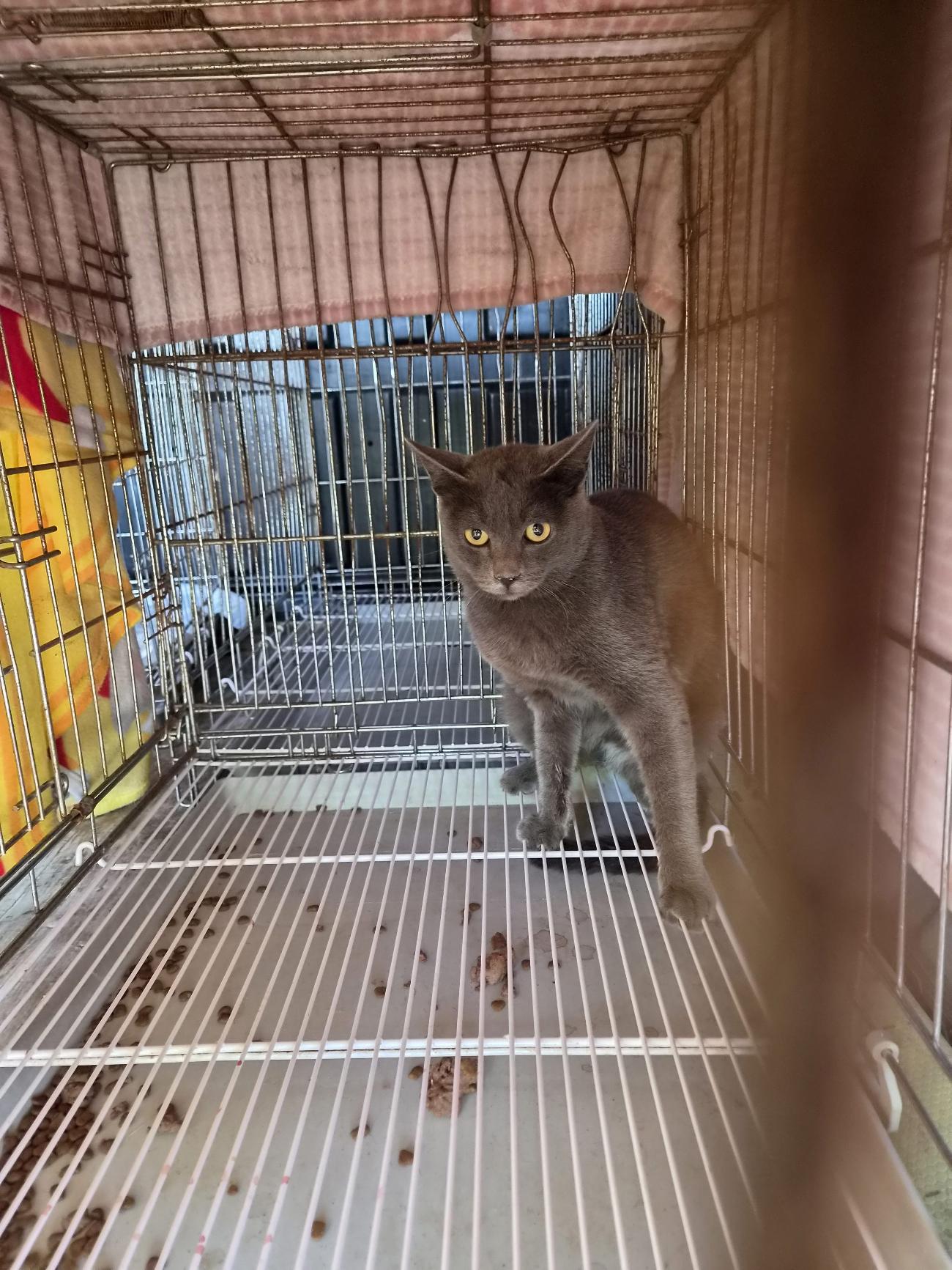 보호 중인 러시안 블루