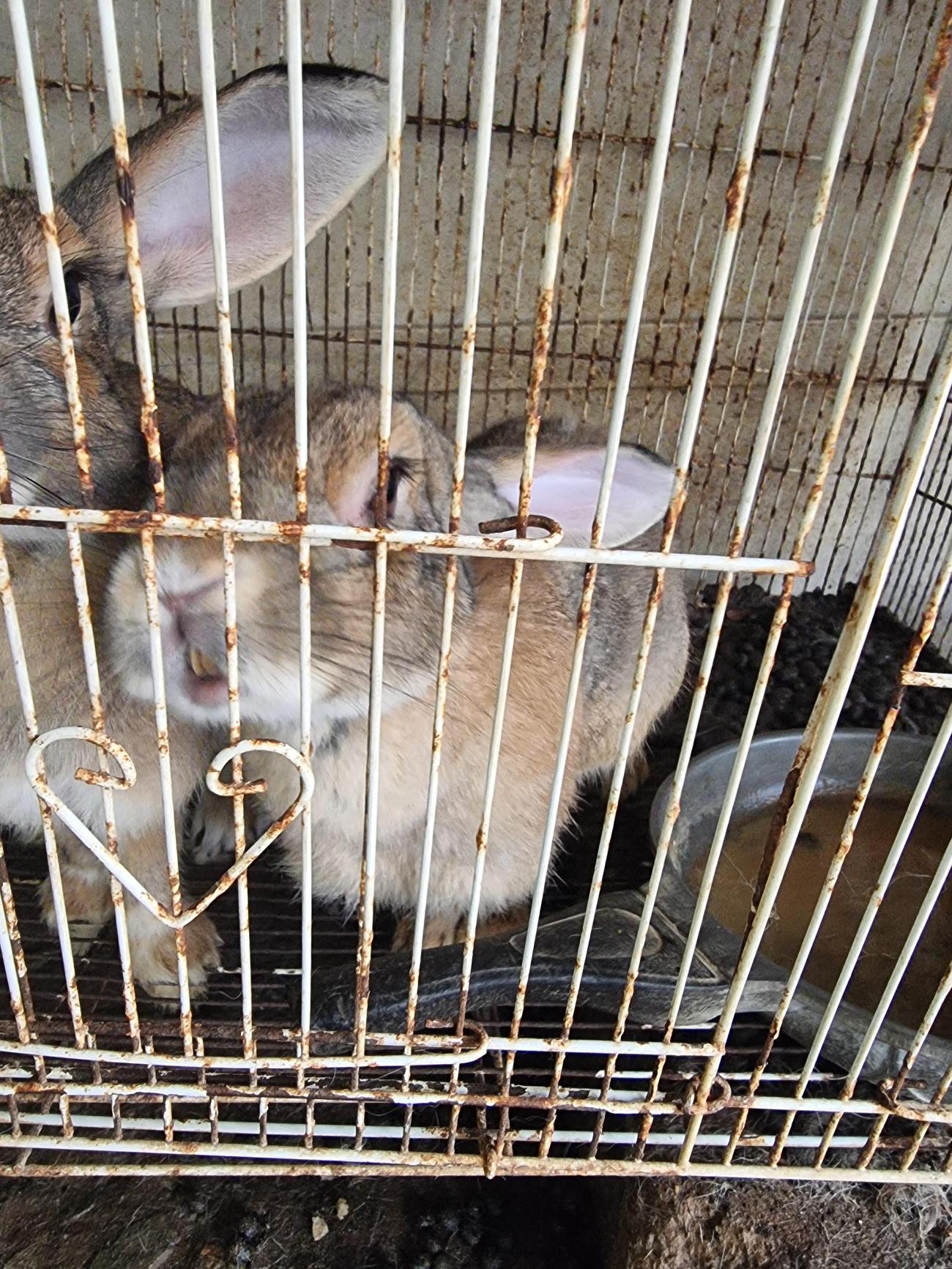보호 중인 토끼