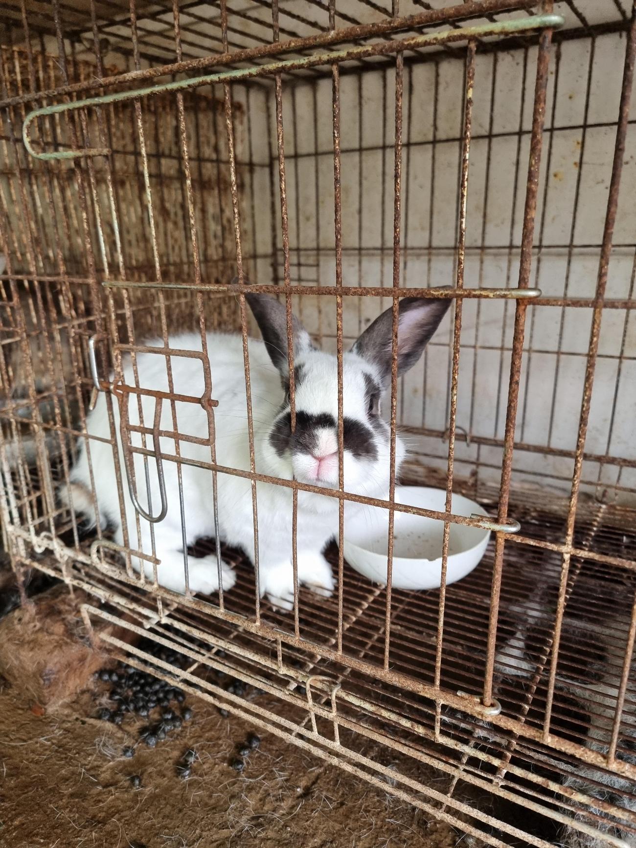 보호 중인 토끼