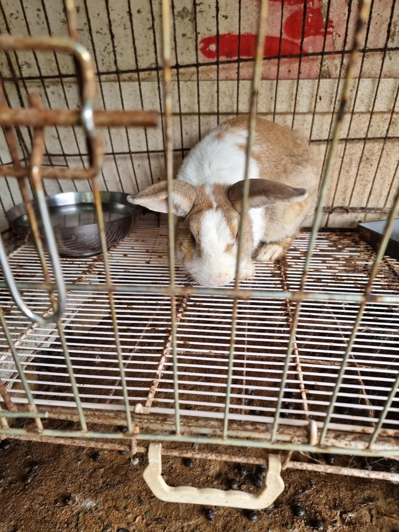 보호 중인 토끼