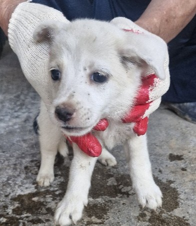 보호 중인 믹스견