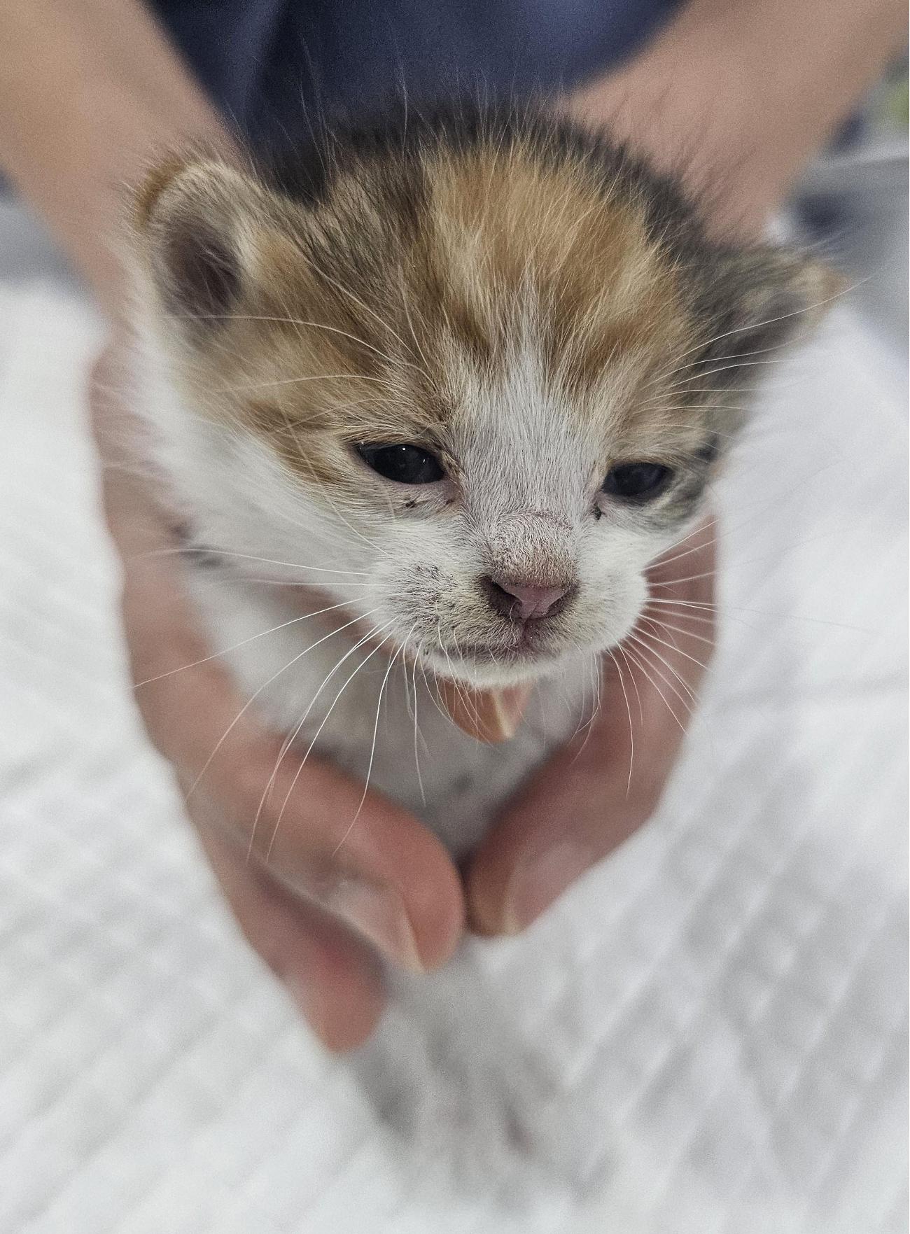 보호 중인 한국 고양이