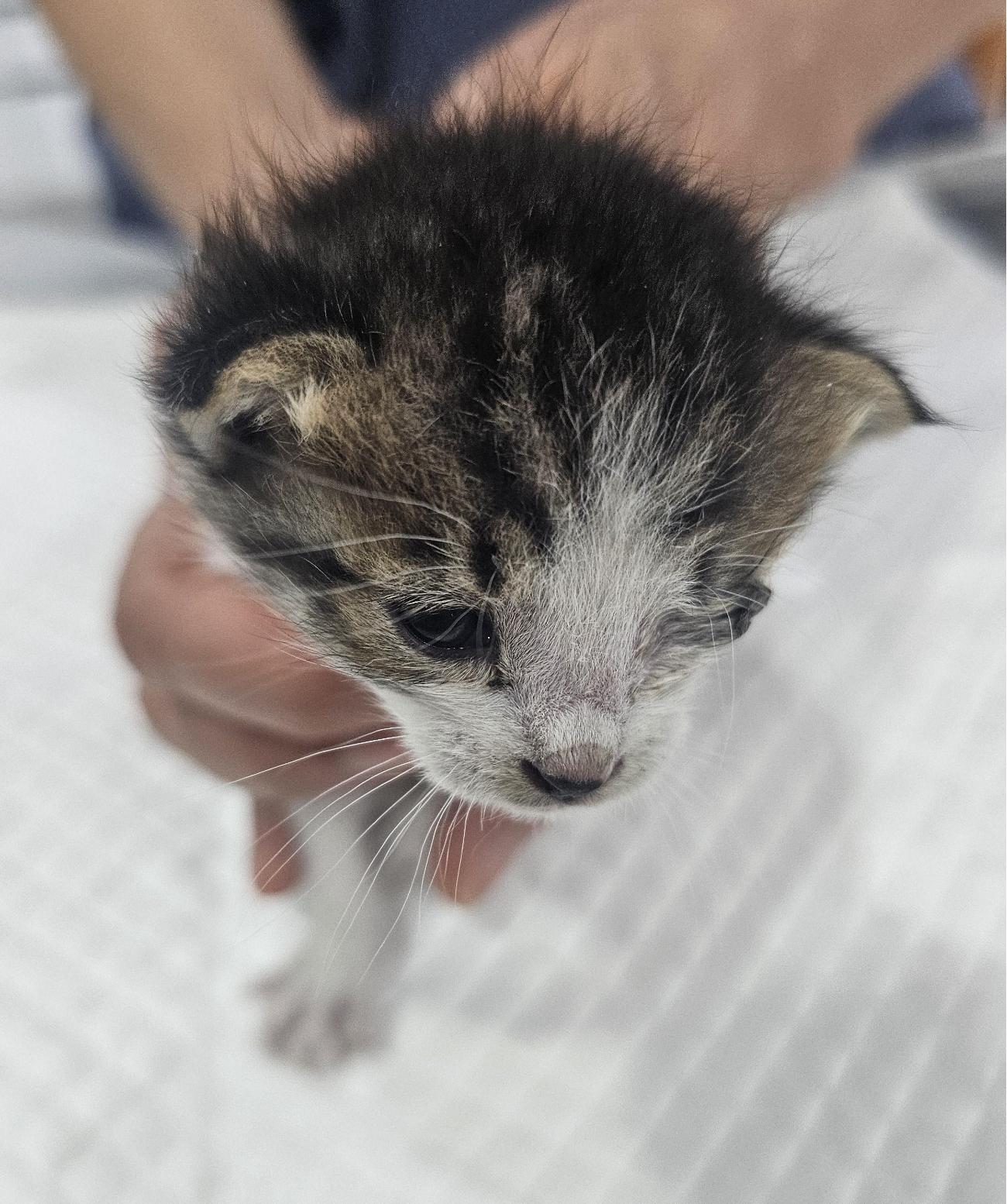 보호 중인 한국 고양이