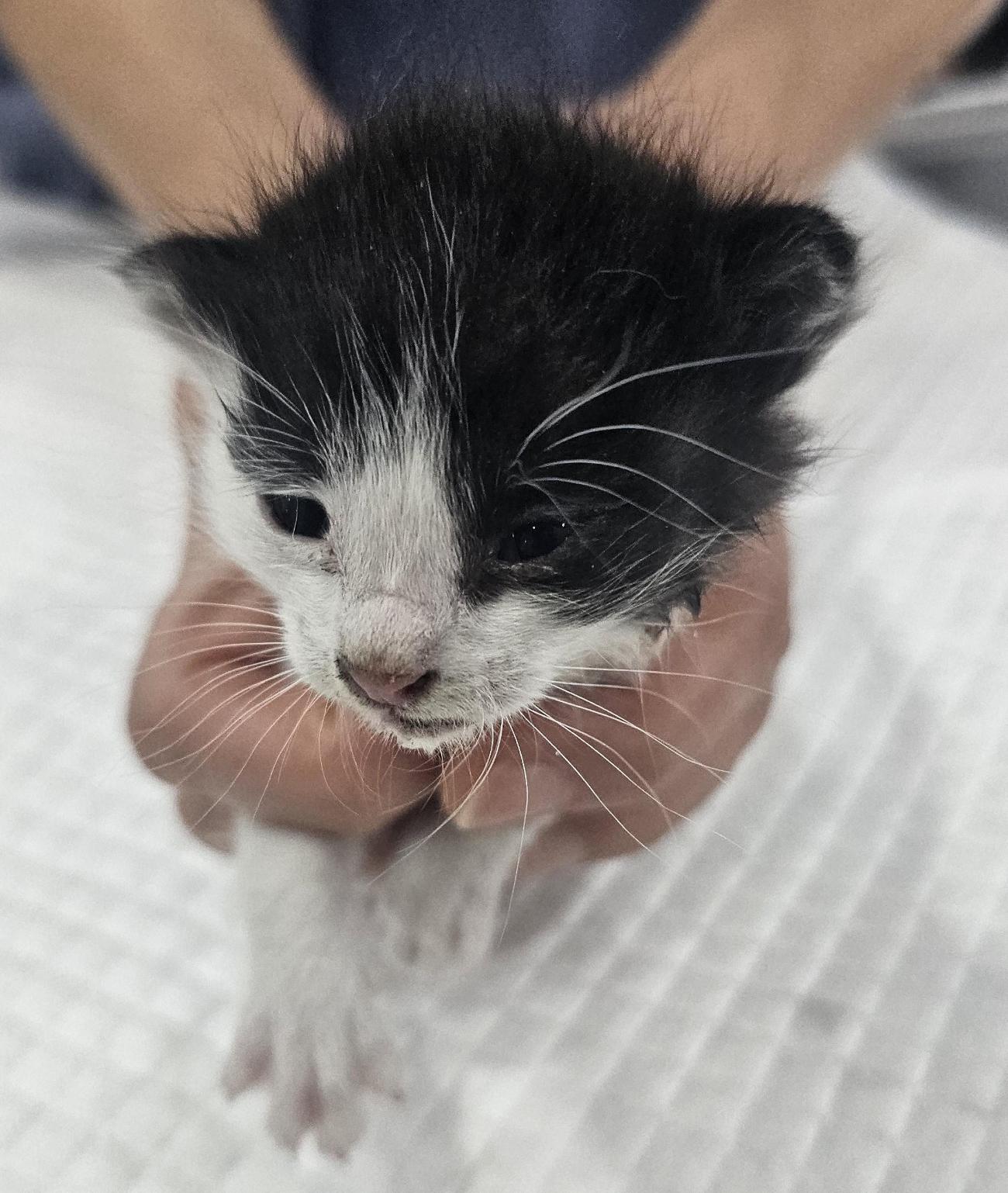 보호 중인 한국 고양이