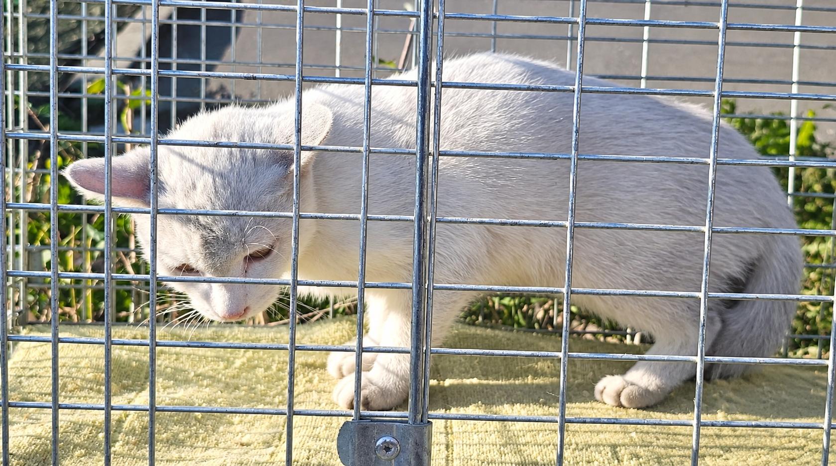 보호 중인 한국 고양이