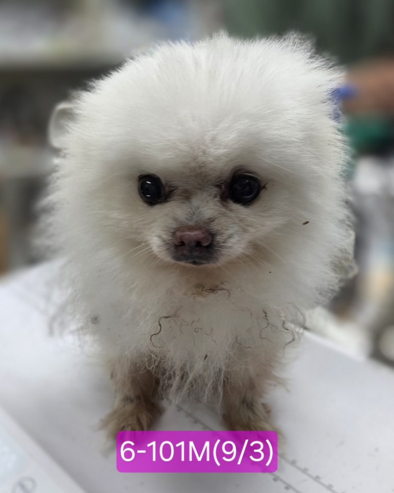 보호 중인 포메라니안